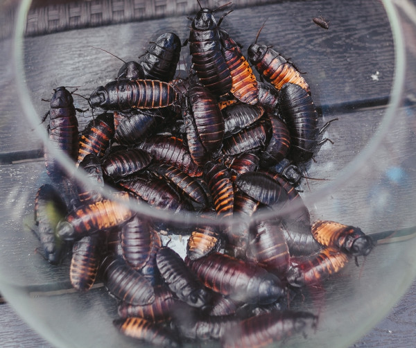 EMOTIONAL TEAMBUILDING & TRAININGS / ideas / options / implementation / go to section…