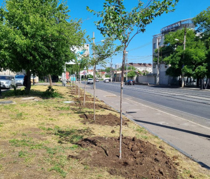 Cherry Blossoms on Bolshoy Fontan. Or the eighth(?) alley of sakura trees in Odessa!